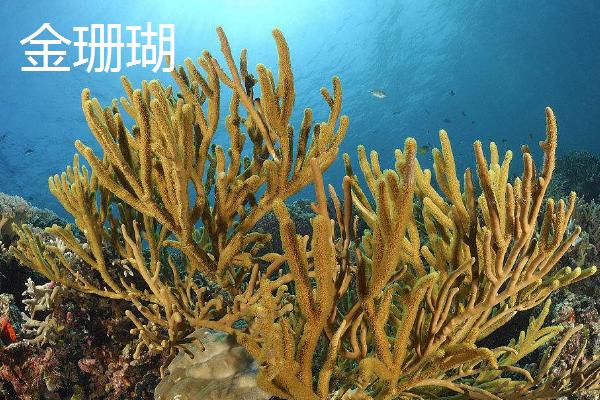原产地分布北沙参
