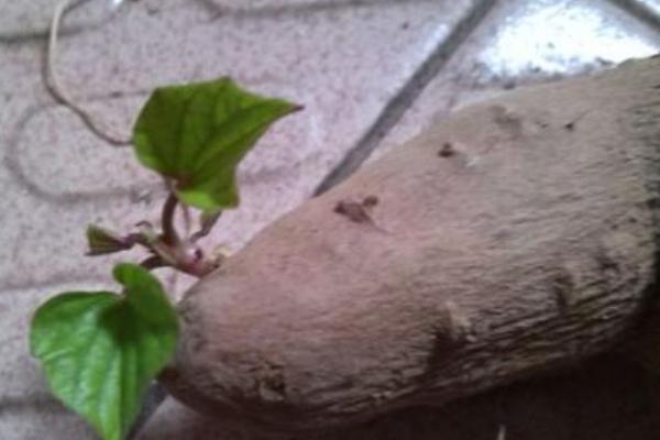 铁棍山药苗批发价一株多少钱？产地在哪里