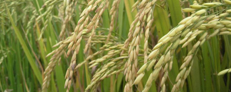 水稻直播好，还是插秧好？水稻直播、插秧种植的优缺点