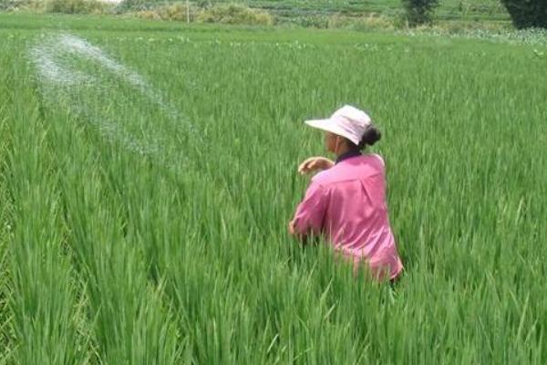 水稻穗发芽的原因及预防方法