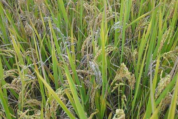 中国海水稻种植面积是多少？有什么价值