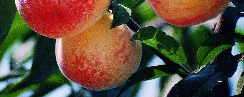 一亩水蜜桃种植成本是多少