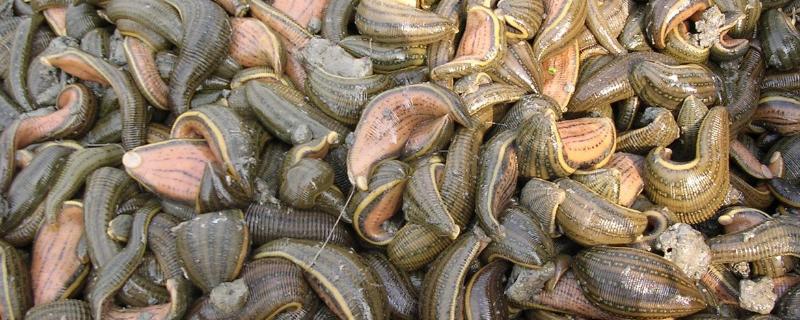 捕捉水蛭的方法