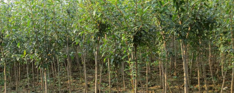 农村哪些树木适合做盆景？这几种美丽而实用