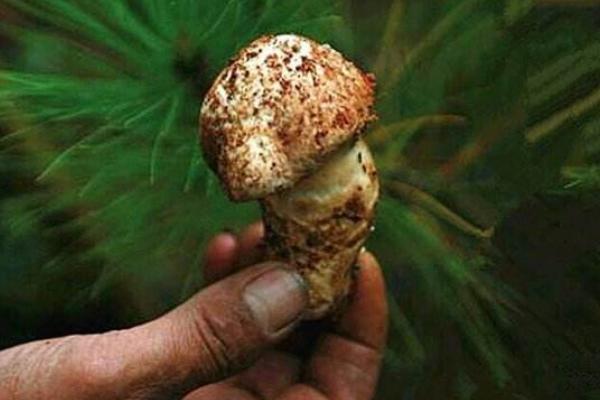 松茸产地分布在哪里