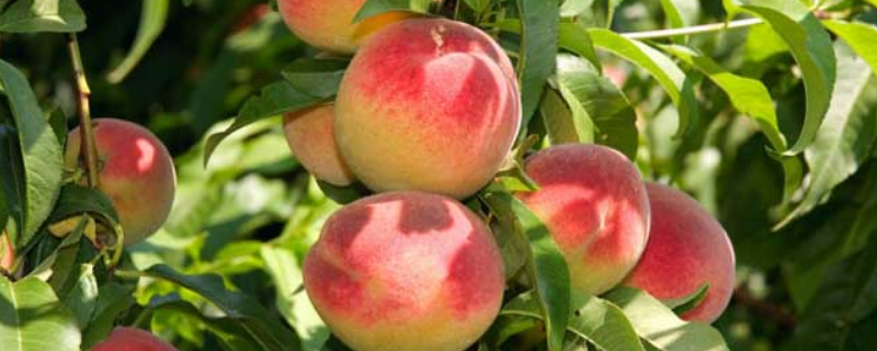 在农村种植桃子的前景如何？注重市场分析，前景更加广阔