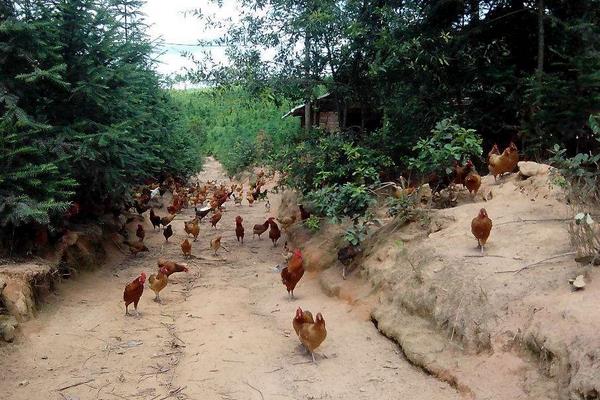 狼山鸡和寿光鸡哪个好