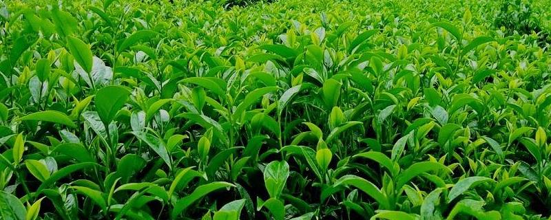长豆的种植方法和时间