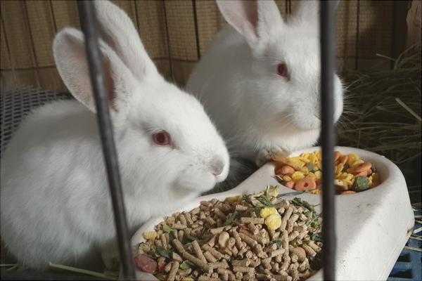 饲养兔子的成本和利润分析