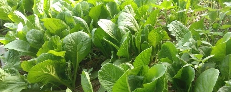 种植小白菜的方法