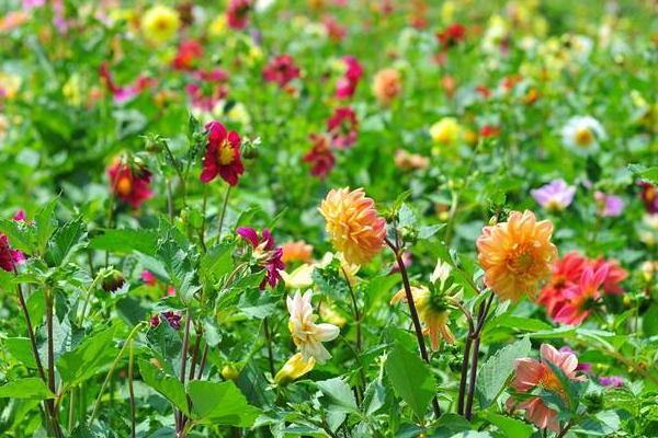 育种方法小丽花