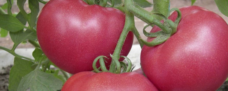 如何预防番茄病毒病