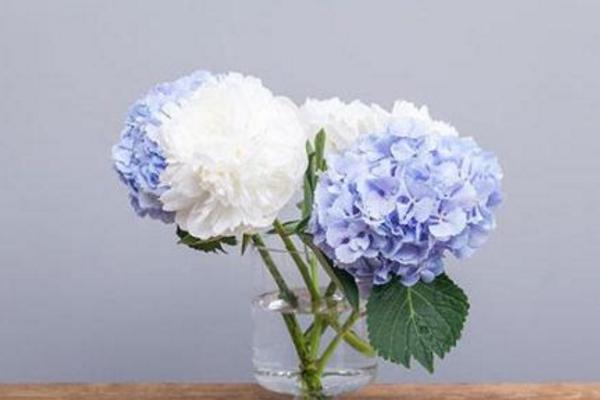 绣球花应该如何保养？是什么原因导致叶什么