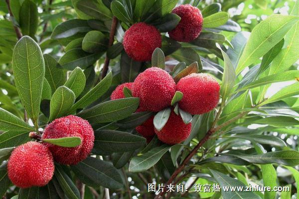 杨梅种植效益