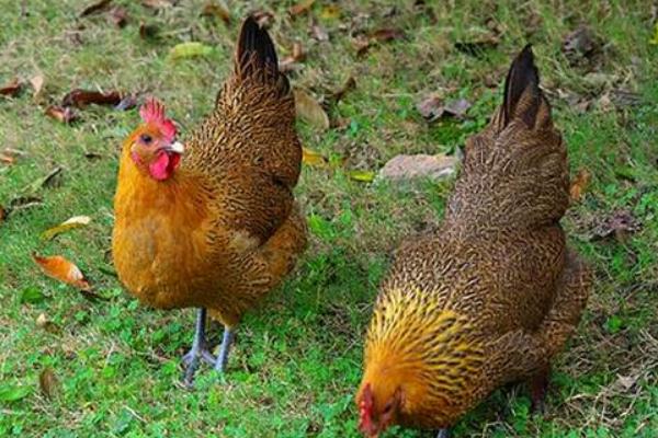 鳄鱼龟高效人工养殖技术