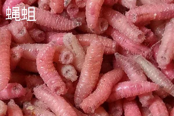 蜈蚣养殖环境选择