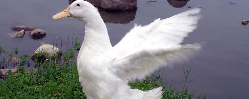 麻鸭与一般鸭的区别，养麻鸭要注意什么