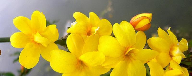 迎春花的栽培方法