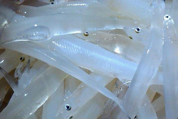 南澳银鱼产地在哪里？如何制作银鱼干