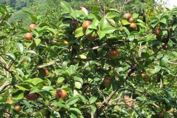 油茶树的价格是多少？种植前景如何？分析油茶树种植成本和亩产效益