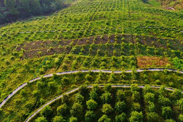 茶籽价格一斤多少钱？油茶树种植如何