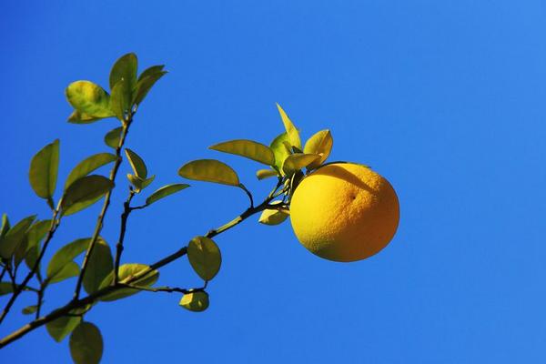 葡萄柚的生长环境和气候条件是什么
