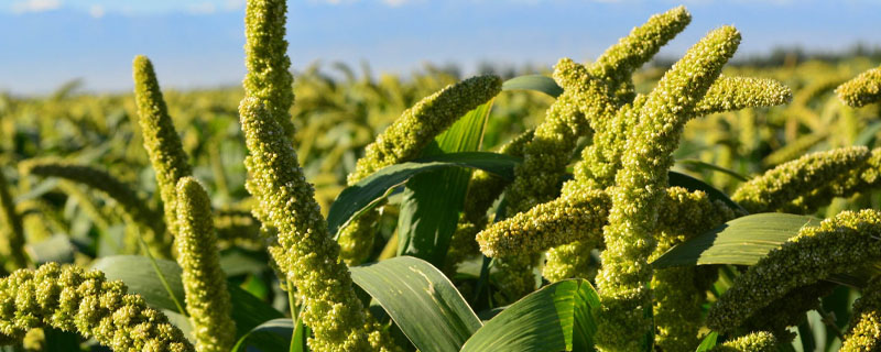 小麦草无土栽培技术