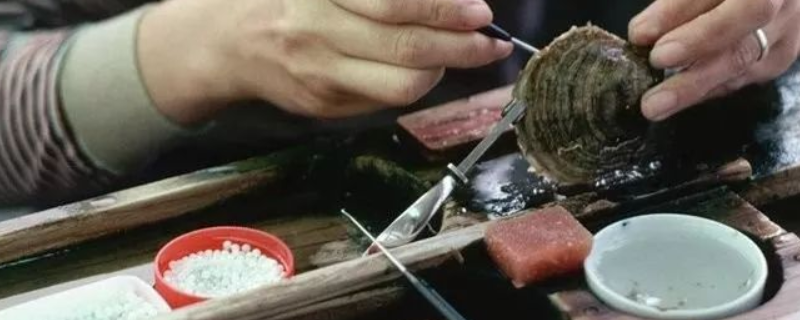 金蝶贝产地在哪里？生产什么珍珠