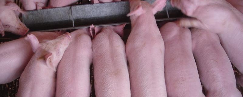 中国有哪些优良的本土猪种