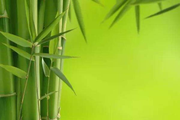 竹子的种类和用途是什么？想学的一起来看看