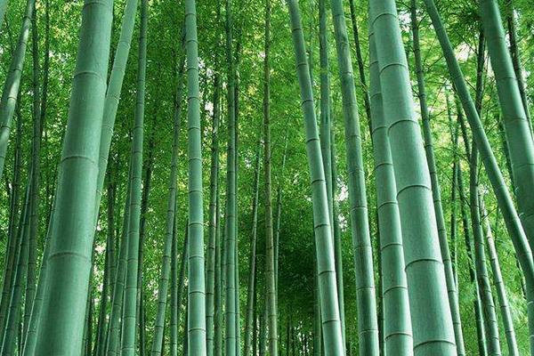 野生竹米有什么作用和作用？竹子开花结米一次