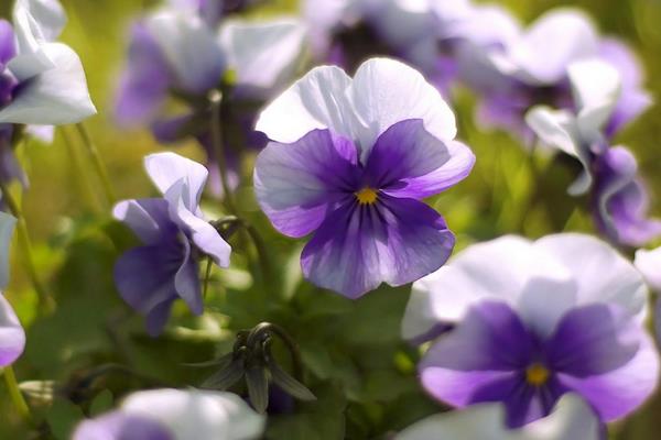 紫罗兰种子价格及种植方法